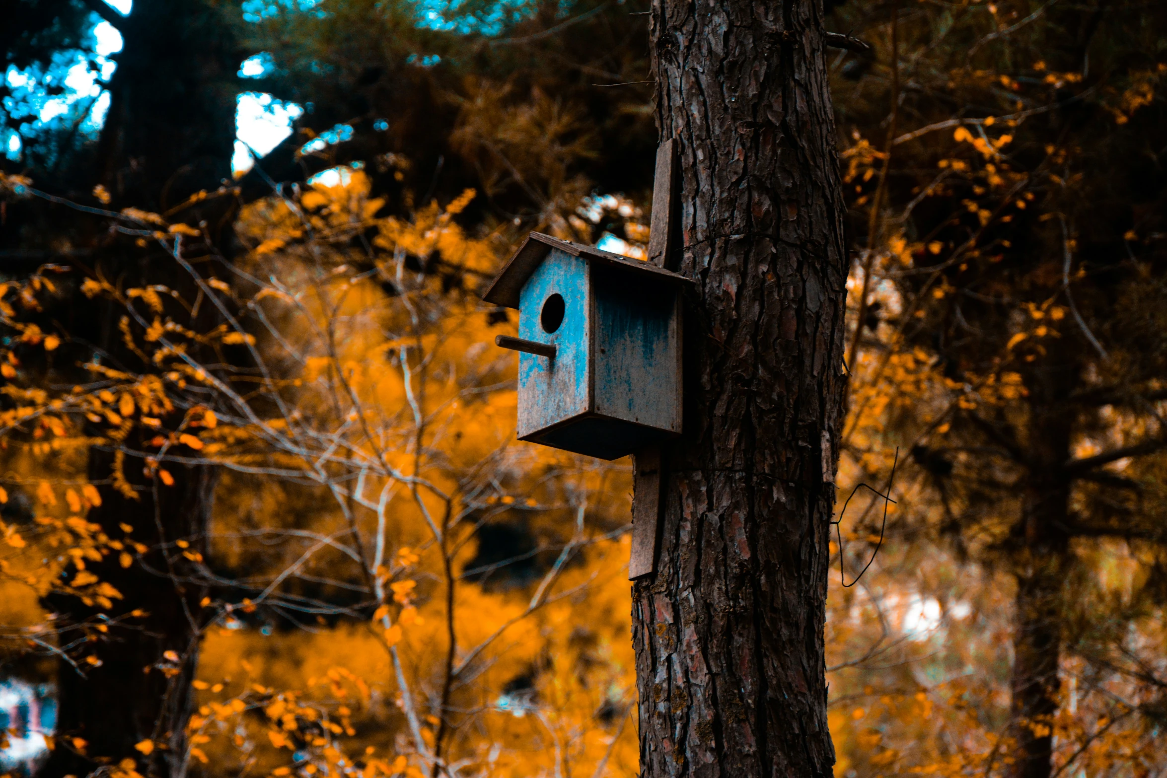 bird house built in the trees next to the forest