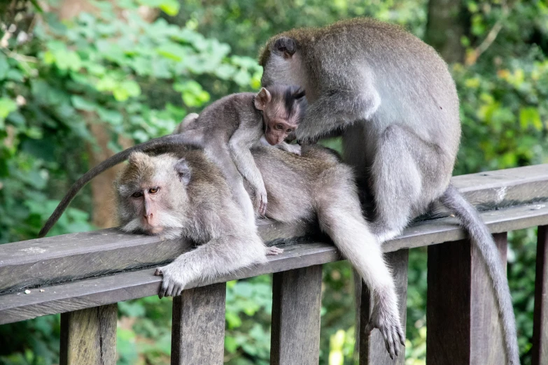 monkeys on a fence with trees in the background