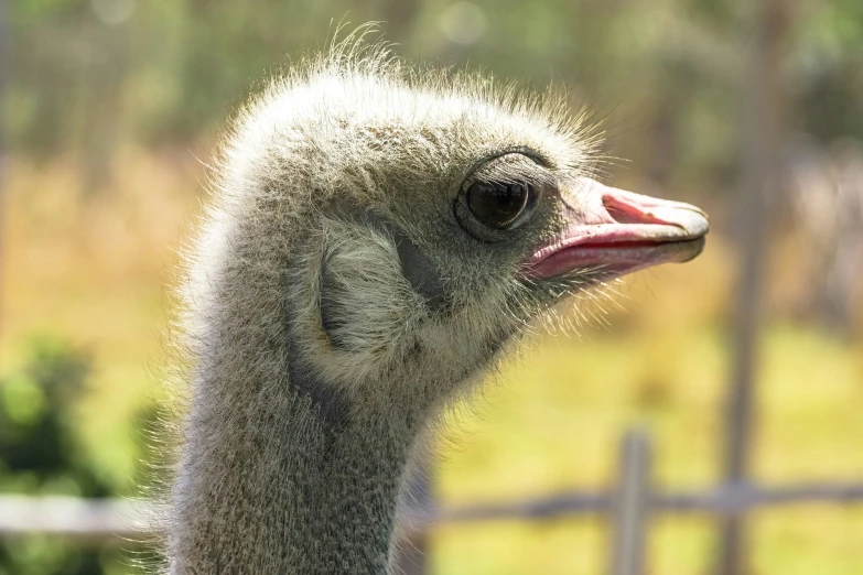 an ostrich with a pink beak and pink  standing outside