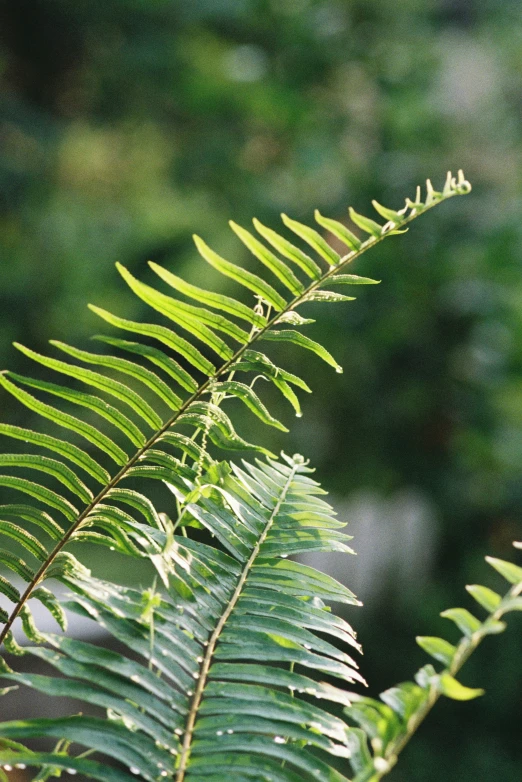 a green leaf with many thin, thin leaves on the top of it