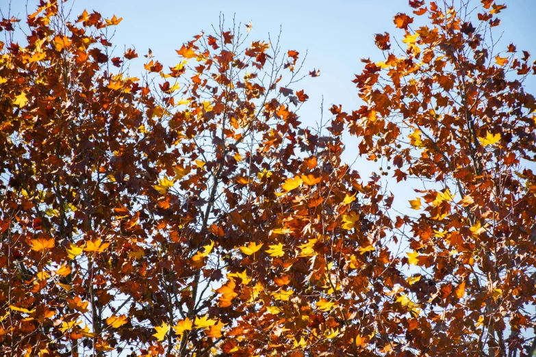 a tall tree that is standing in front of the sky