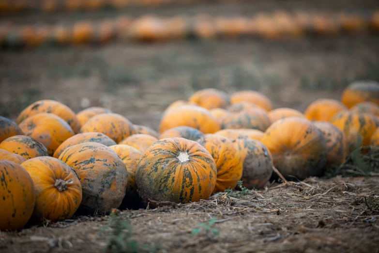 many orange squash sitting in the dirt