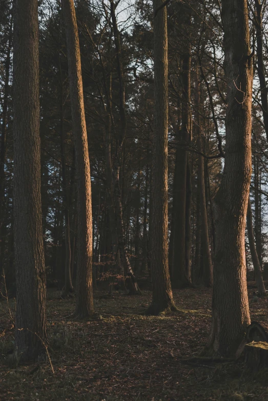 a bench in the forest surrounded by trees