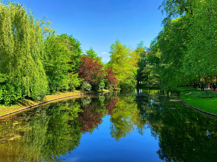 trees and water reflecting them in the water