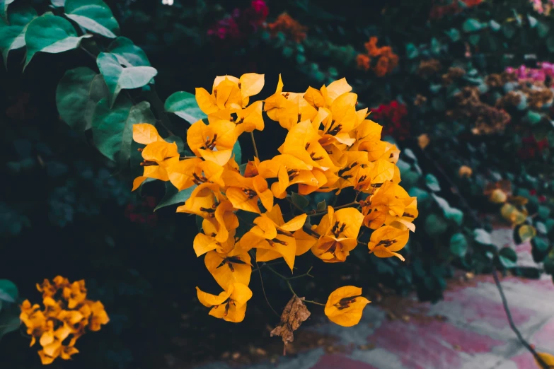 yellow flowers and other colorful foliage in a garden