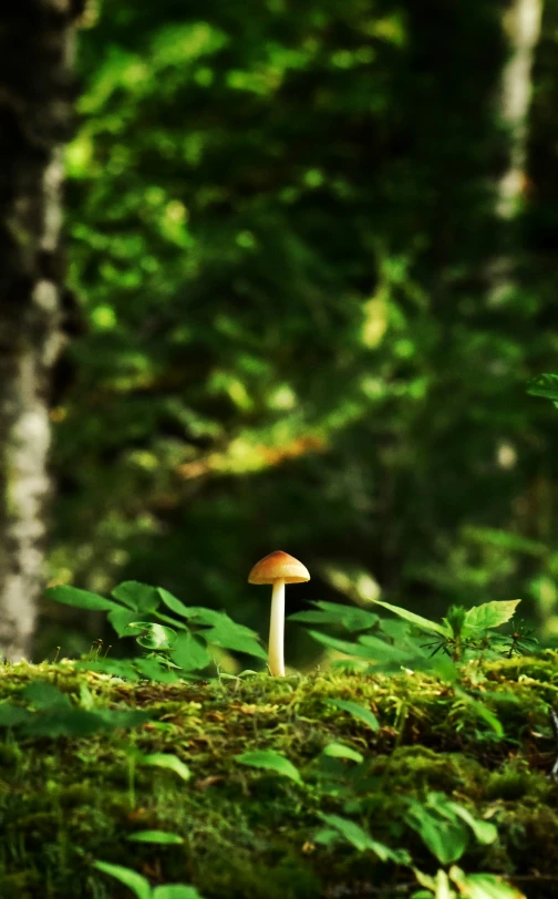 a small white mushroom is in the grass