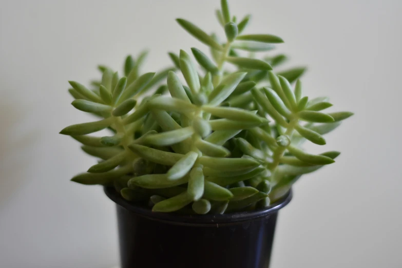 a potted plant with small leaves on it