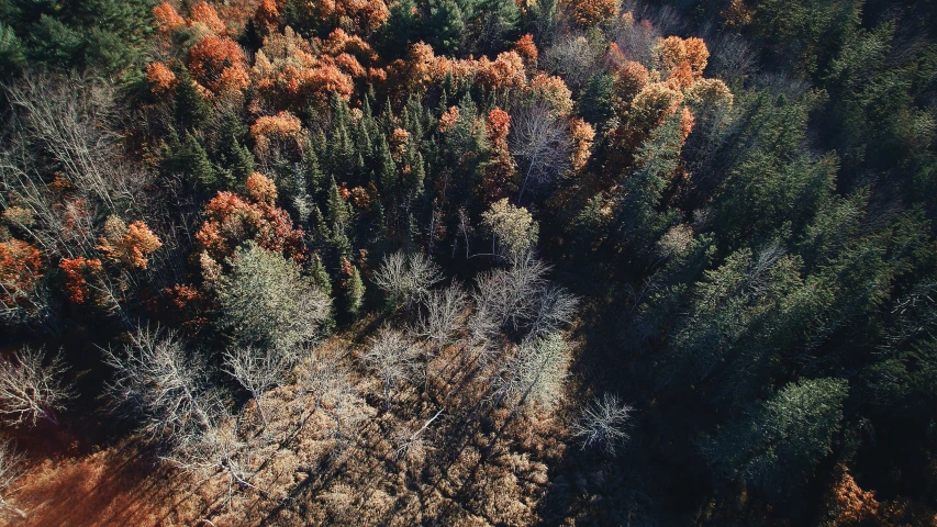 an aerial po of trees and shrubs with no leaves