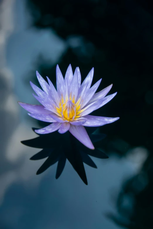 the reflection of a waterlily and its reflection in the pond