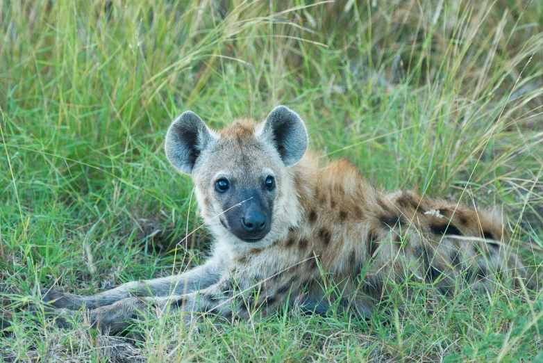 a hyena lies in the grass in this s