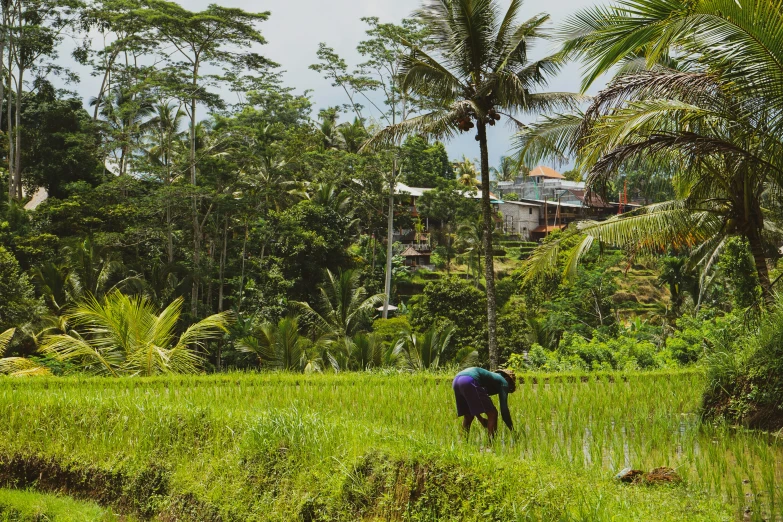 there is a man working in the field