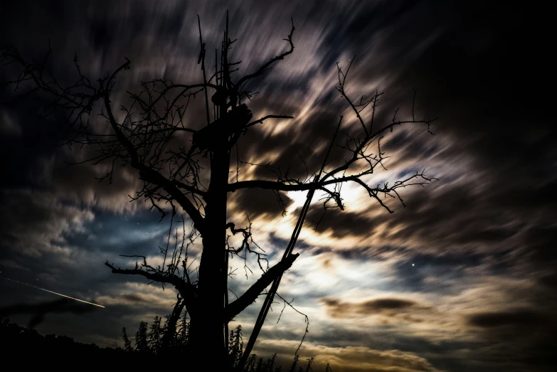 tree nches against cloudy sky during night