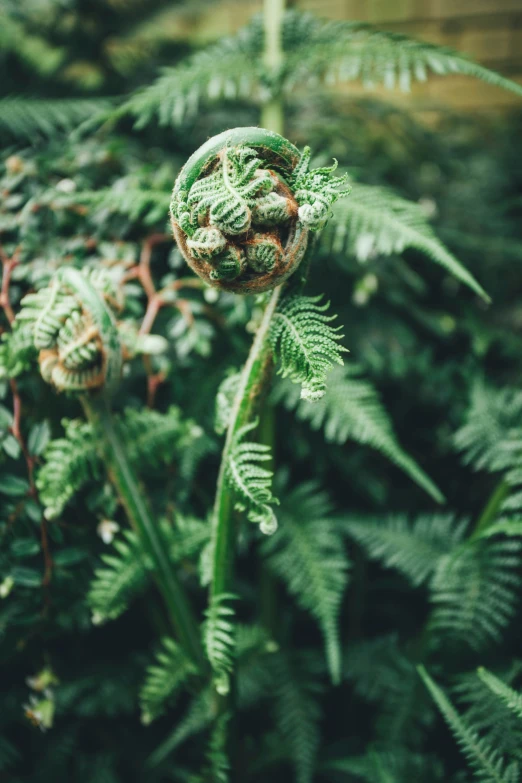 a fern with brown and white circles on it