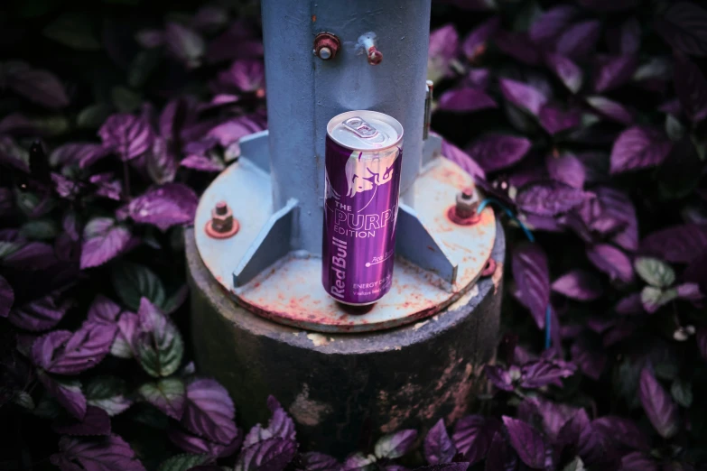 an aluminum can is on top of some purple plants