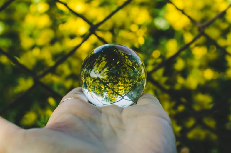 a hand holding up a crystal ball with trees in it