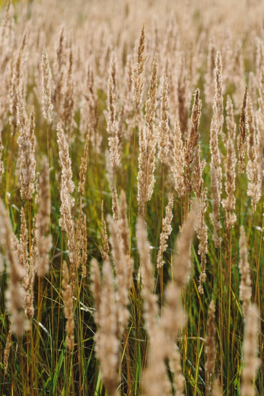 tall grass and flowers on a sunny day