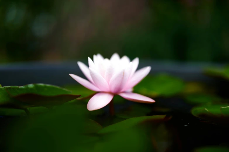 a flower that is floating in some water