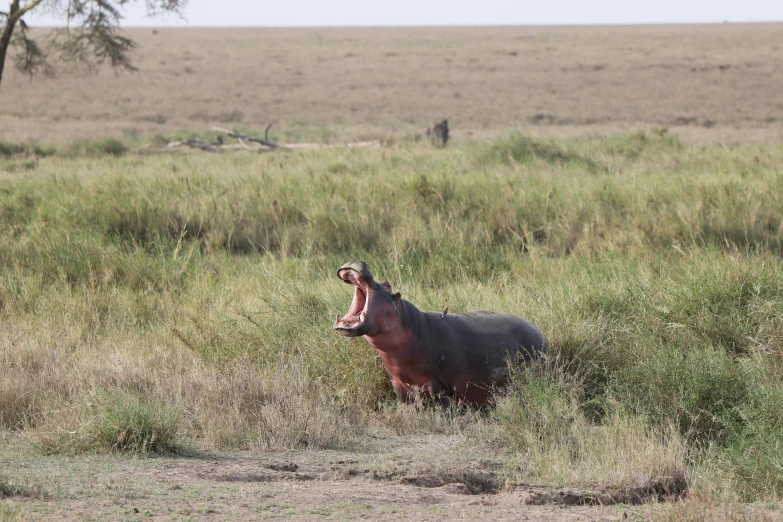 the hippopotamus stands out from the tall grassy savannah