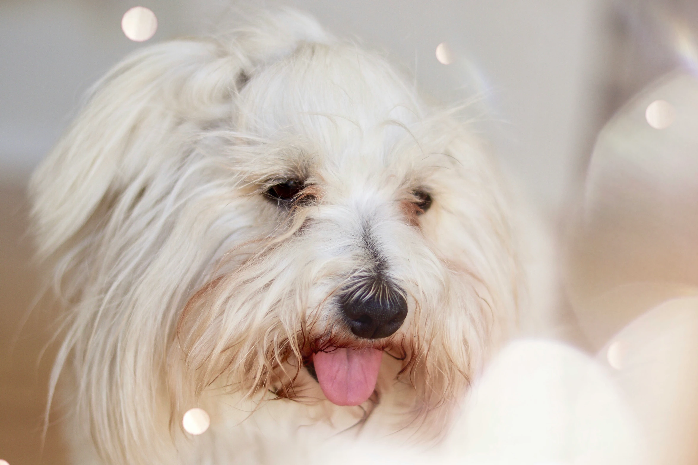 a white fluffy dog with it's tongue out