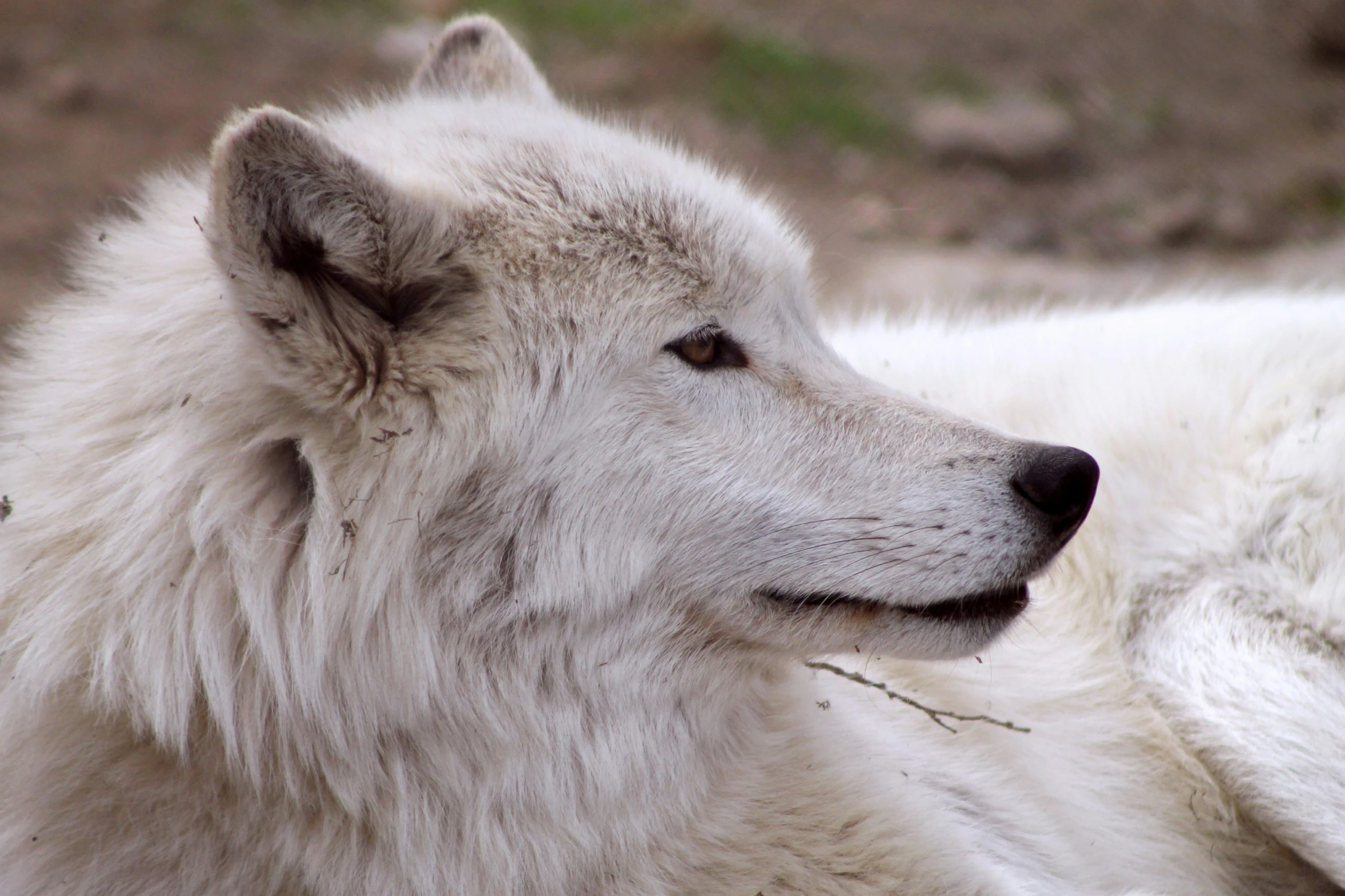 white dog sitting in the dirt with grass