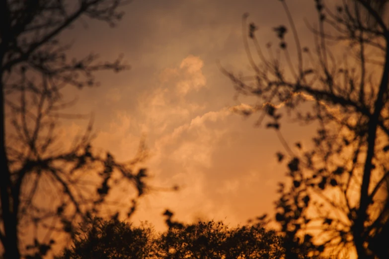 the view from behind nches of trees looking at the plane in the distance