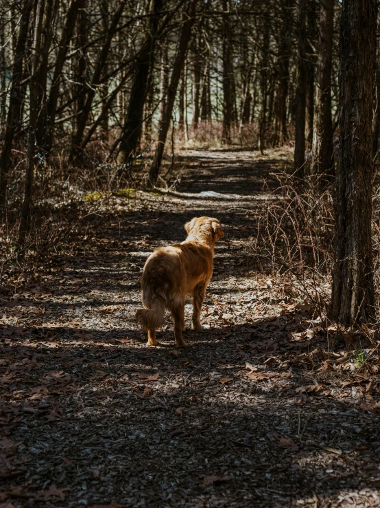 there is a dog that is standing in the woods