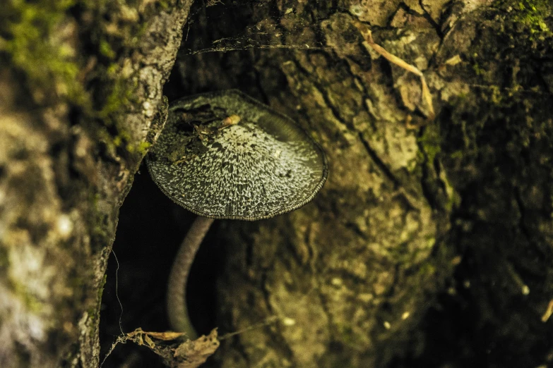 a mushroom growing on the side of a tree