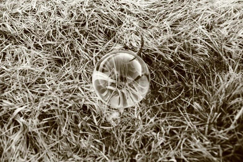 a clock lying on hay that is not in the field