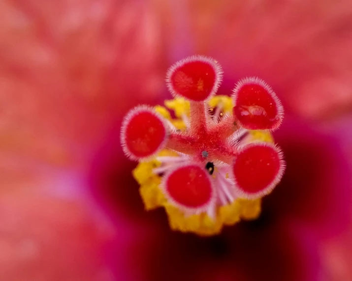 a close up picture of a beautiful pink flower