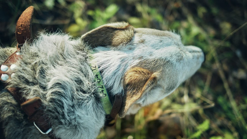 the back end of a small sheep with very long hair