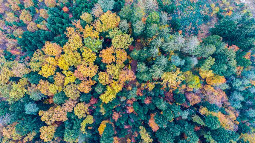 autumn foliage is seen in this aerial view