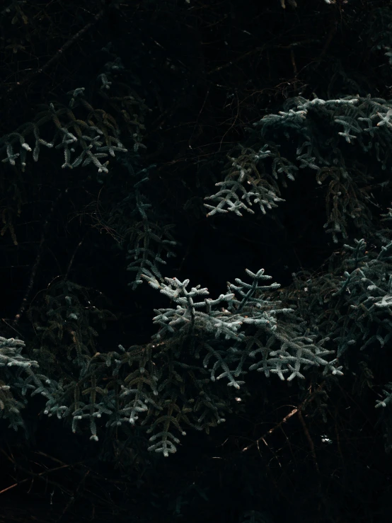 a night scene shows a pine tree in the foreground