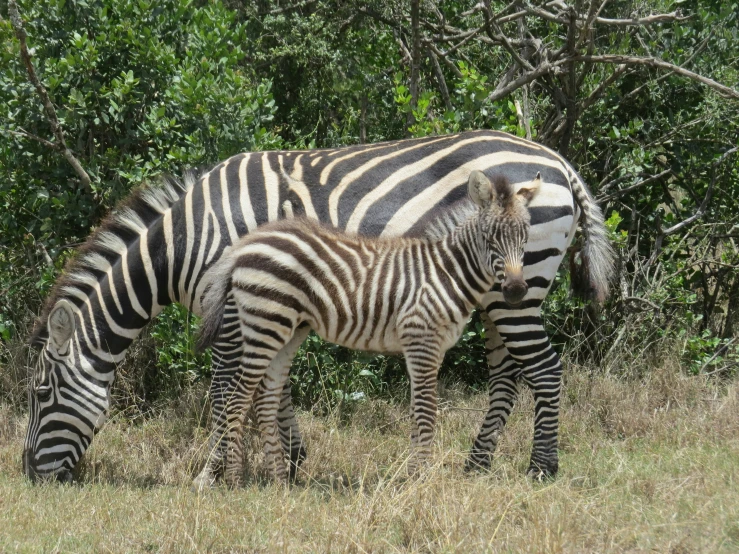 a ze and its young standing in tall grass