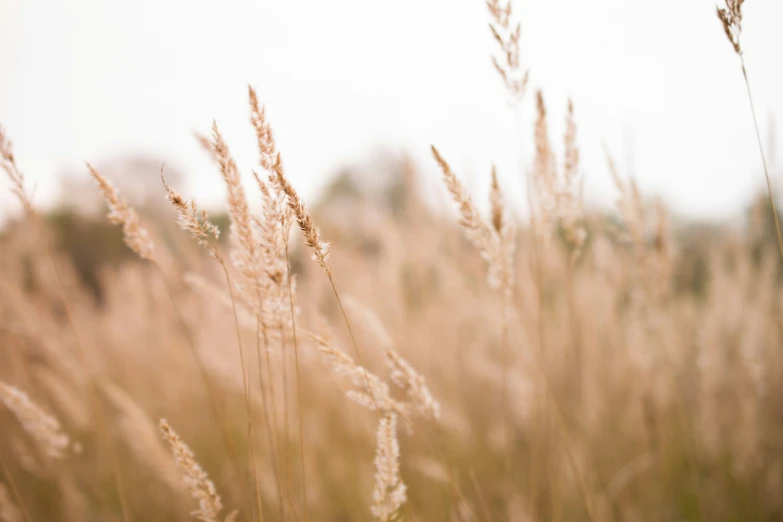 a close up view of grass with the sky in the background