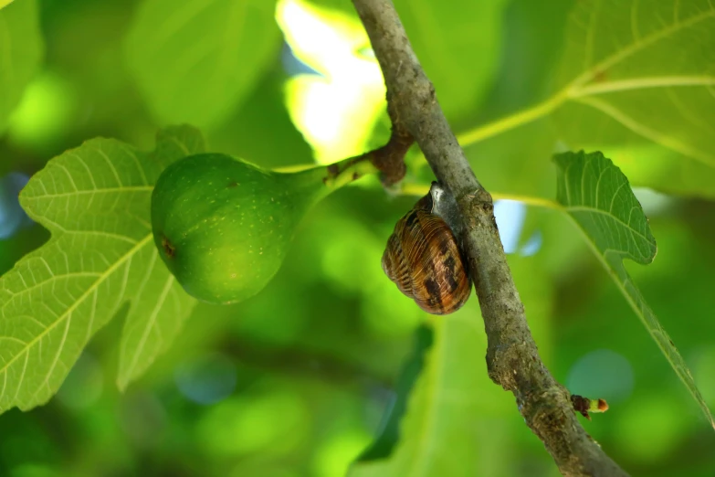 an nut in a tree that is almost gone