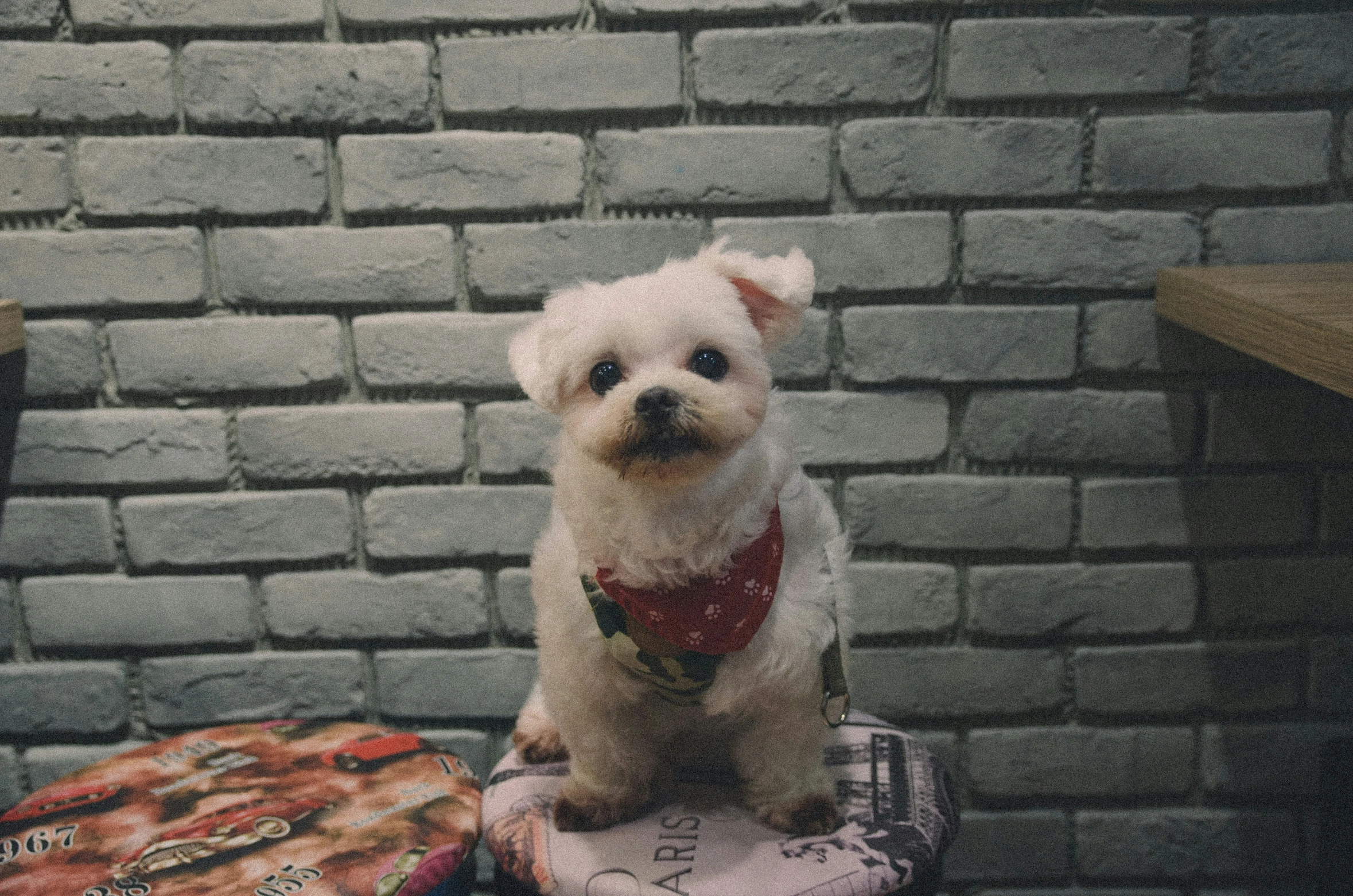 a small dog sitting on a chair