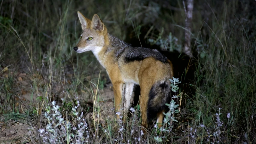 a black backed fox looks back in a field