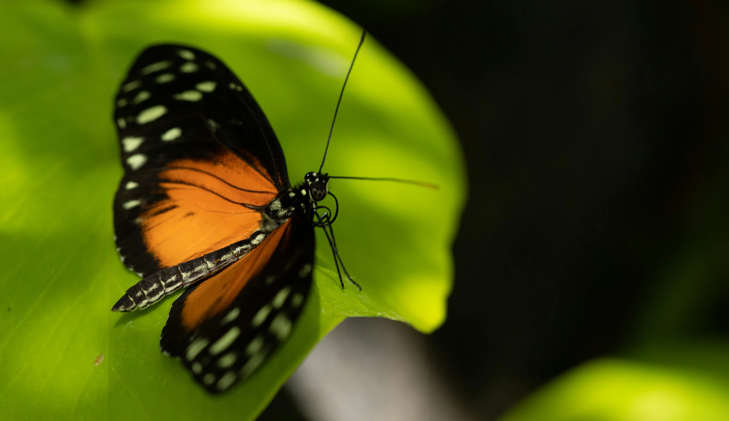 the colorful erfly has landed on a green leaf