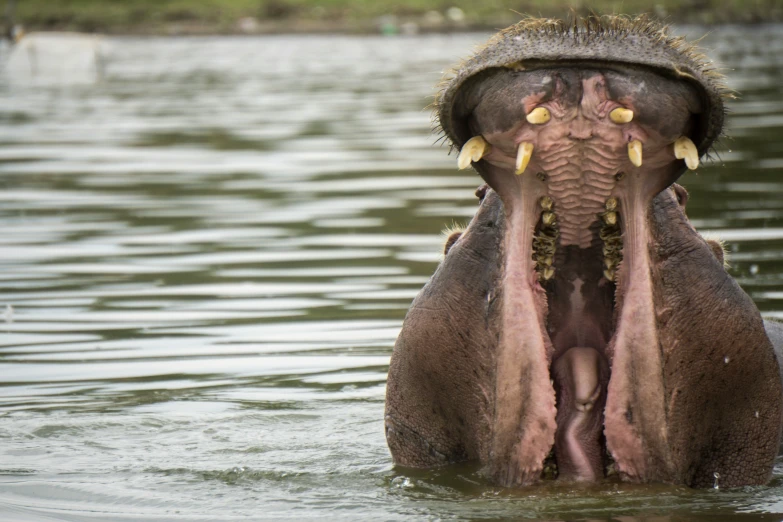 a hippo opens his mouth wide as it floats in water