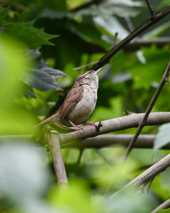 the bird is sitting on the nch of the tree