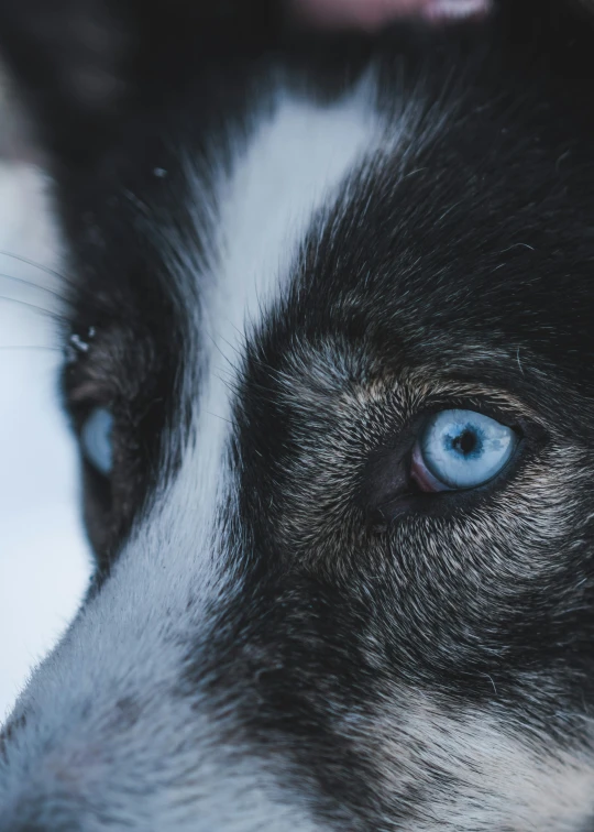 blue eyes are prominent on the husky dog