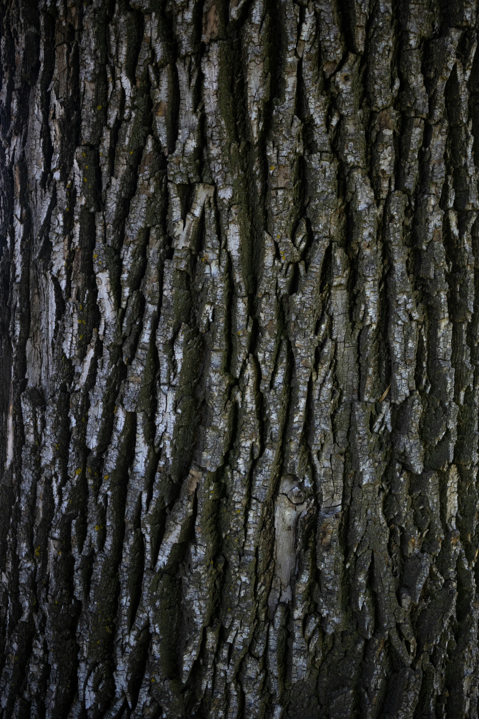 close up of a tree trunk with a bird on it