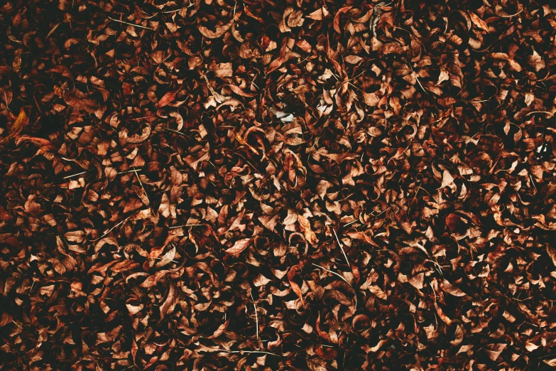 a group of leaves on top of a brown ground