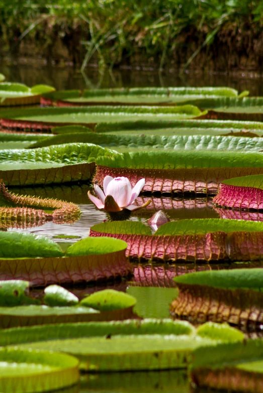 lilys are on the surface of a pond full of water lilies