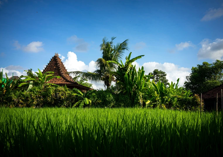 there are green grass and small huts behind the trees