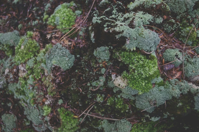 a green patchy vegetation covered in moss