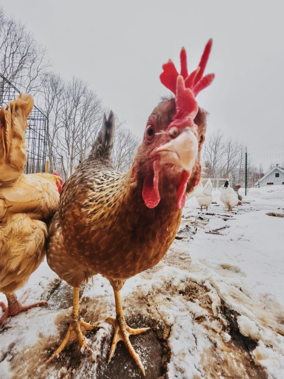 two chickens stand in the snow one has it's head turned to look at a camera