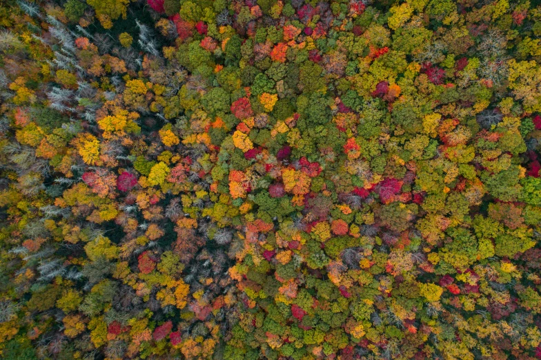 aerial po of a colorful autumn forest