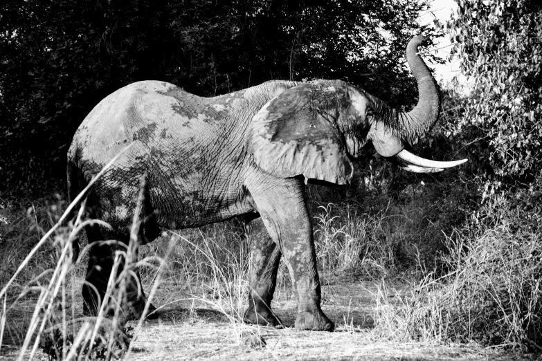 an elephant in the dark has tusks up and long tails