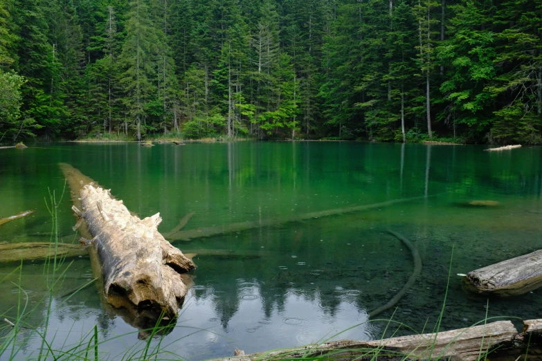 a fallen log sits in the middle of a lake